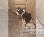 Small #2 American Pit Bull Terrier Mix
