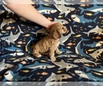 Small #5 Cocker Spaniel