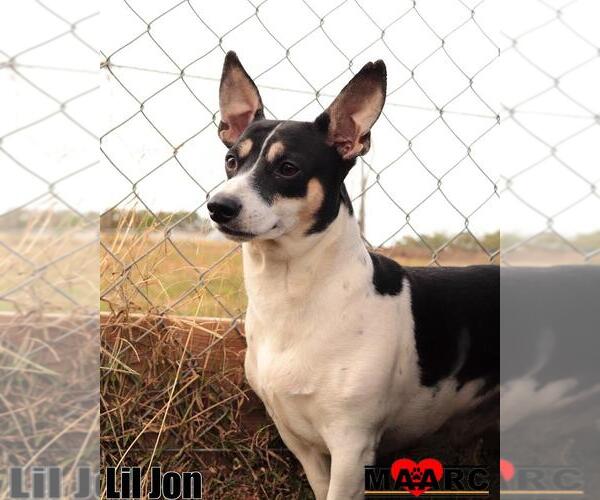 Medium Photo #2 Rat Terrier-Unknown Mix Puppy For Sale in Maryville, TN, USA