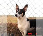 Small #1 Rat Terrier Mix