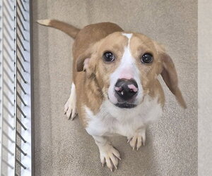 Beagle Dogs for adoption in Decatur, IL, USA