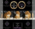 Small Photo #59 Cavalier King Charles Spaniel Puppy For Sale in WARSAW, IN, USA