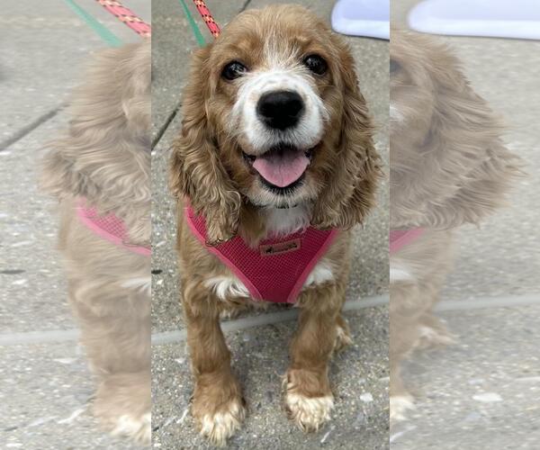Medium Photo #1 Cocker Spaniel Puppy For Sale in Westminster, MD, USA