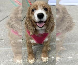 Cocker Spaniel Dogs for adoption in Westminster, MD, USA