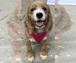 Small Cocker Spaniel