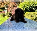 Small Photo #19 Shih Tzu Puppy For Sale in HAYWARD, CA, USA