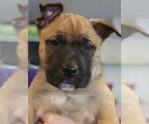 Mutt Dogs for adoption in Candler, NC, USA