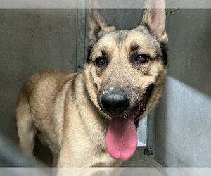 German Shepherd Dog-Unknown Mix Dogs for adoption in San Bernardino, CA, USA