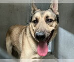 Small German Shepherd Dog Mix