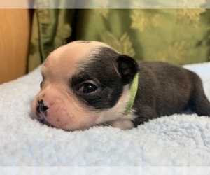 Boston Terrier Puppy for sale in LEMOORE, CA, USA