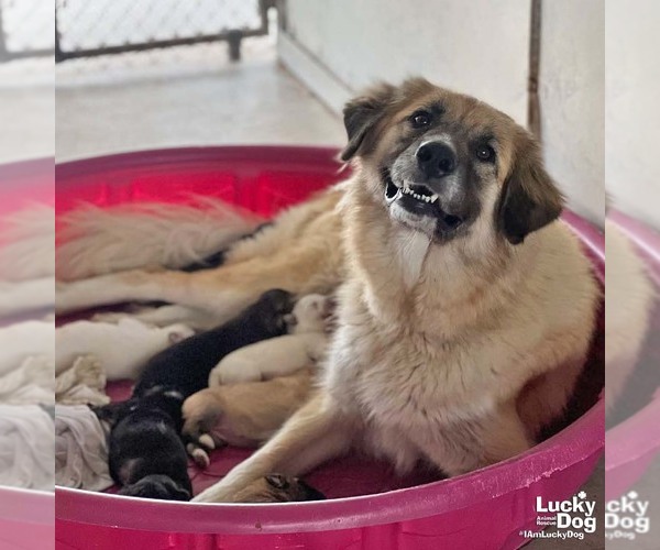 Medium Photo #2 Anatolian Shepherd-Unknown Mix Puppy For Sale in Washington, DC, USA