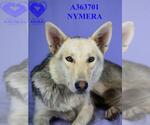 NYMERIA - Female Siberian Husky Dog for Adoption - Small photo