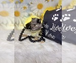 Small #7 Pomeranian