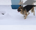 Small #21 German Shepherd Dog