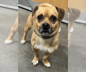 Chiweenie Dogs for adoption in Forestville, MD, USA