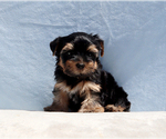 Image preview for Ad Listing. Nickname: Benny