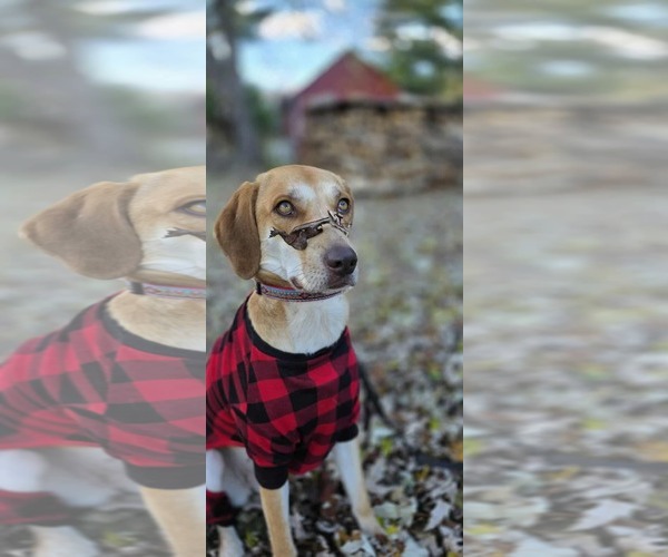 Medium Photo #1 Labrador Retriever-Redbone Coonhound Mix Puppy For Sale in Middlesex, VT, USA