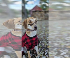 Labrador Retriever-Redbone Coonhound Mix Dogs for adoption in Middlesex, VT, USA