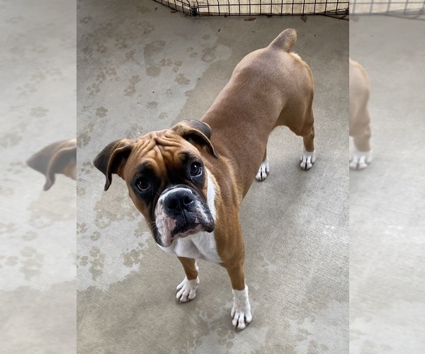 Medium Photo #3 Boxer Puppy For Sale in LEESBURG, FL, USA