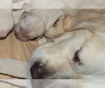 Small Photo #20 English Cream Golden Retriever Puppy For Sale in RINGGOLD, GA, USA