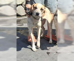Boba - Female Labrador Retriever-Unknown Mix Dog for Adoption - Photo #3