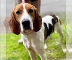 Small #4 Treeing Walker Coonhound