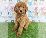 Small Goldendoodle
