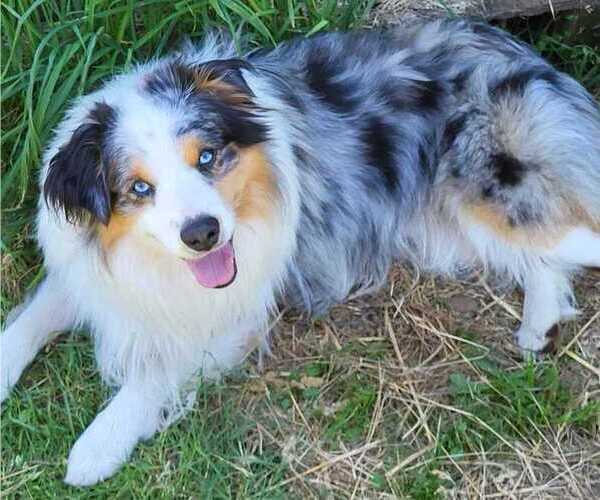 Medium Photo #1 Miniature Australian Shepherd Puppy For Sale in VERNONIA, OR, USA