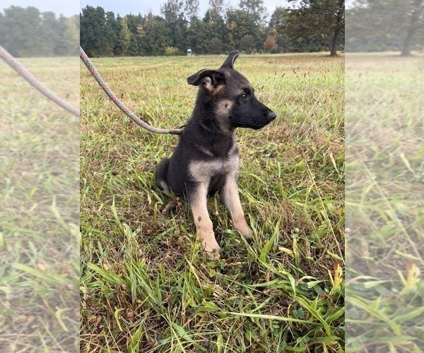 Medium Photo #7 German Shepherd Dog Puppy For Sale in SUMPTER TWP, MI, USA