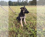 Small #6 German Shepherd Dog