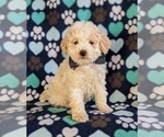 Small Photo #1 Maltipoo-Poodle (Miniature) Mix Puppy For Sale in LINCOLN UNIV, PA, USA
