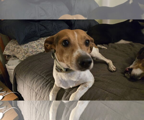 Medium Photo #2 Beagle-Unknown Mix Puppy For Sale in Tampa, FL, USA