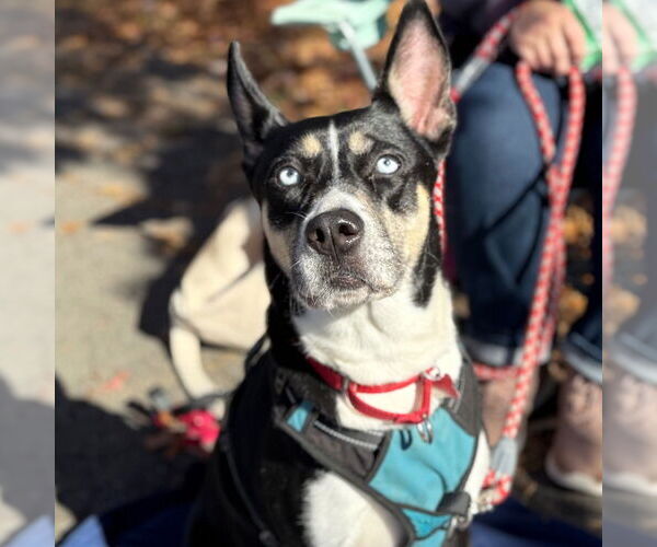 Medium Photo #2 Mutt Puppy For Sale in Canton, CT, USA