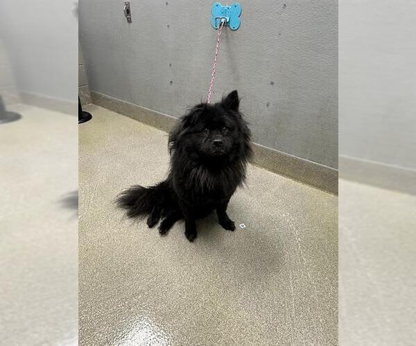 Medium Photo #1 Chow Chow-Unknown Mix Puppy For Sale in Las Vegas, NV, USA