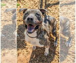 Small #8 Mastiff-Staffordshire Bull Terrier Mix