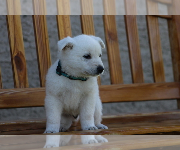 Medium Photo #9 Swiss Shepherd Puppy For Sale in ELOY, AZ, USA