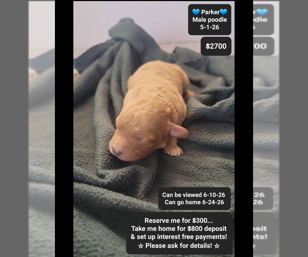 Medium Photo #1 Poodle (Toy) Puppy For Sale in TUCSON, AZ, USA