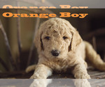 Small Photo #12 Goldendoodle Puppy For Sale in CITRUS HEIGHTS, CA, USA