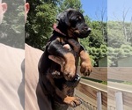 Small Photo #23 Doberman Pinscher Puppy For Sale in NEWTON, NC, USA