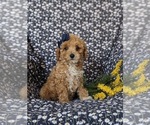 Small #2 Poodle (Miniature)