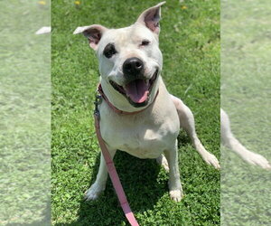 Hawaii - Female Mutt Dog for Adoption - Photo #7