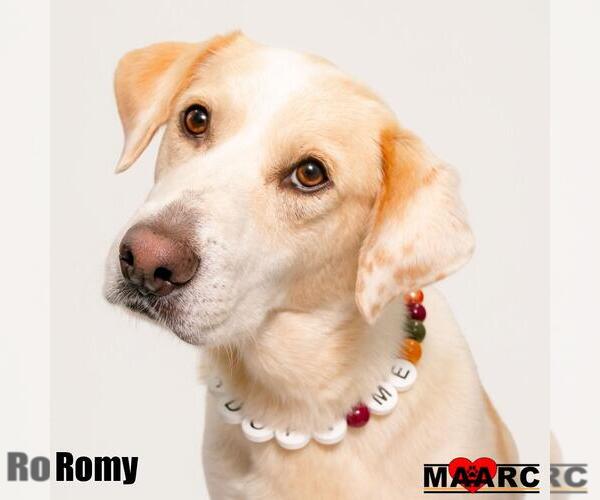 Medium Photo #8 Labrenees Puppy For Sale in Maryville, TN, USA