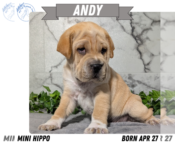 Medium Photo #27 Cocker-Pei Puppy For Sale in GOSHEN, IN, USA