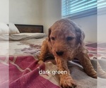 Puppy Pup Dark Green Goldendoodle