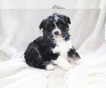 Small #1 Aussie-Poo