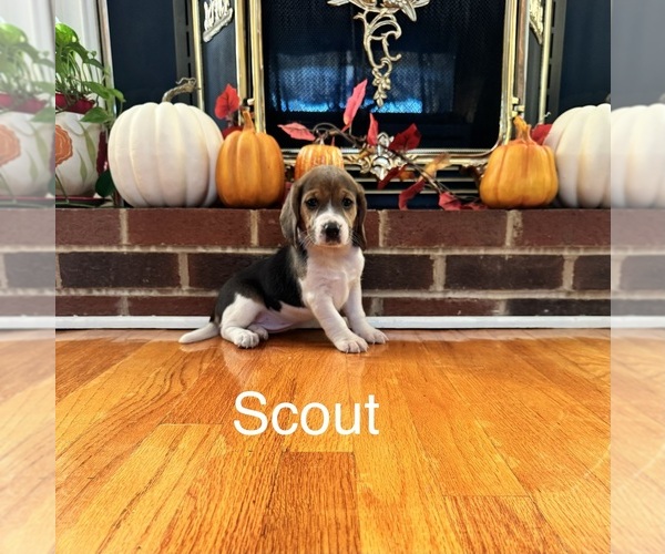 Medium Photo #3 Beagle Puppy For Sale in NATHALIE, VA, USA