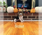 Puppy Scout Beagle