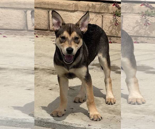 Medium Photo #9 Mutt Puppy For Sale in La Verne, CA, USA