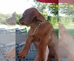 Small #8 Chorkie