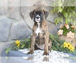 Small #1 Boxer